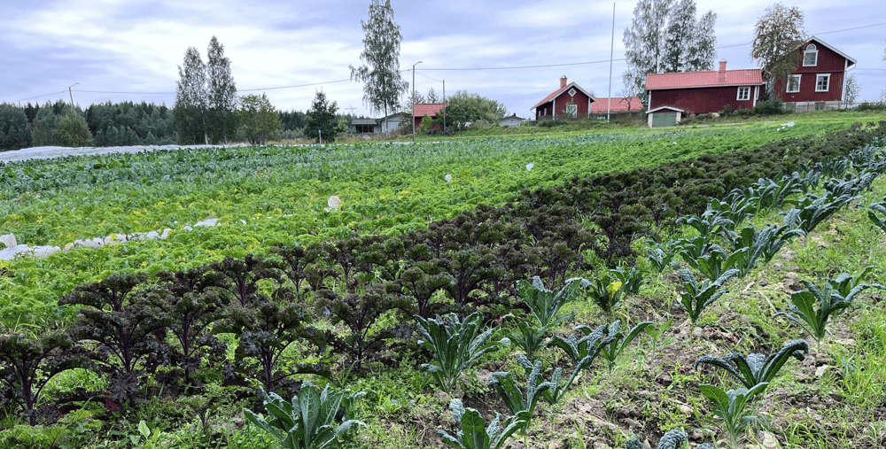En stor äng där det växer många växter.