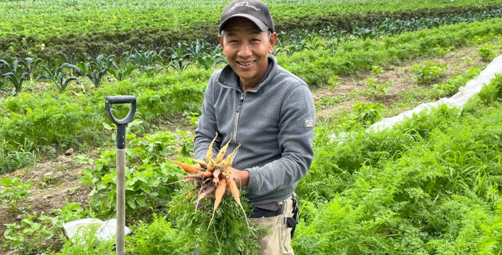 Man i halvfigur i grönsaksland, plockar morötter.